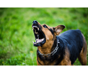 Angry German shepherd dog barking